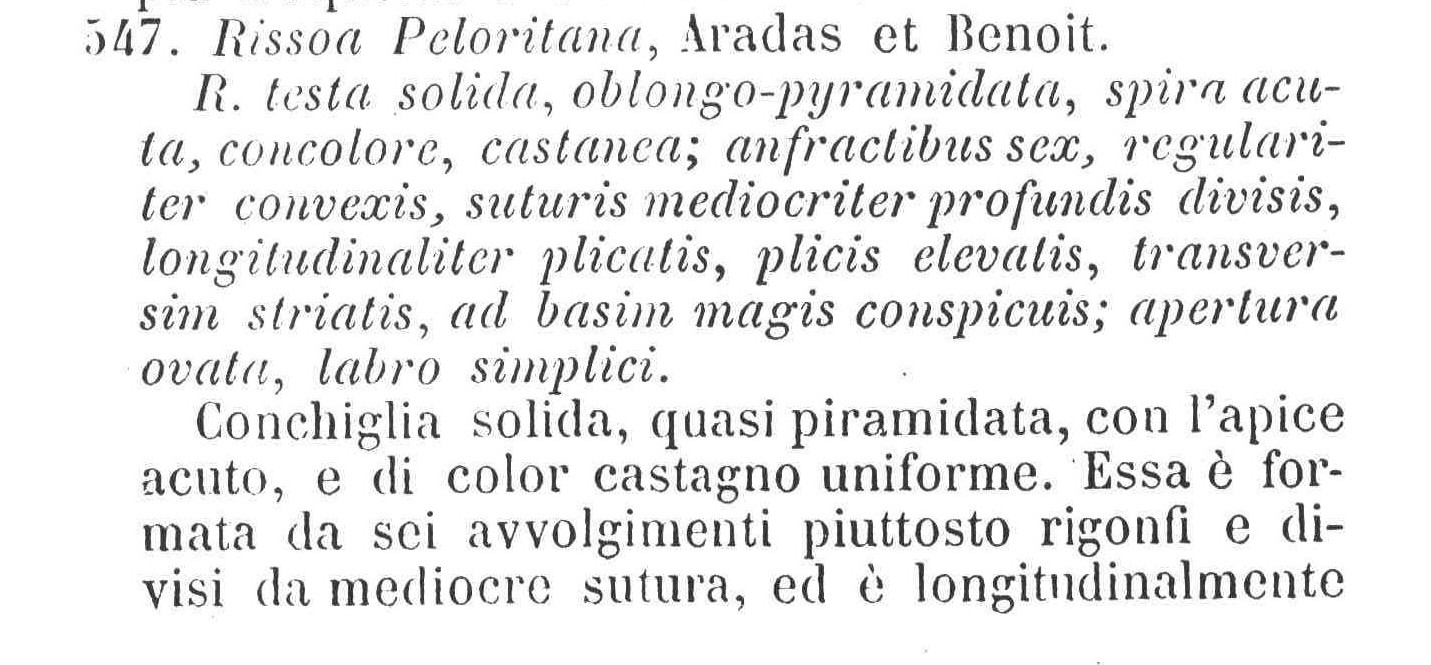 Rissoidae nel Mediterraneo: Genere Alvania